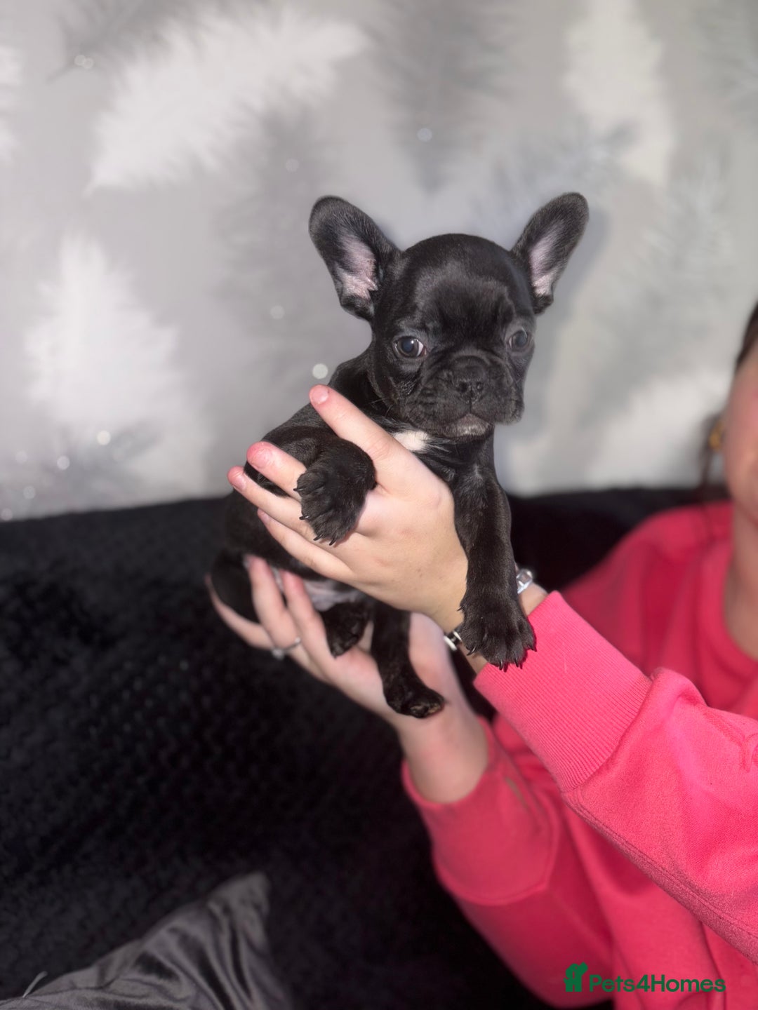 French Bulldog dogs for sale: 5 beautiful French bulldog puppy’s💕💕💙💙💙 - Image 9