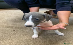 Whippet dogs for sale: Beautiful K.C Registered Whippet pups for sale  - Image 13