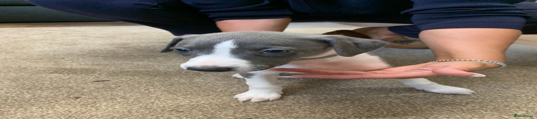 Whippet Puppy 7 Grey collar 