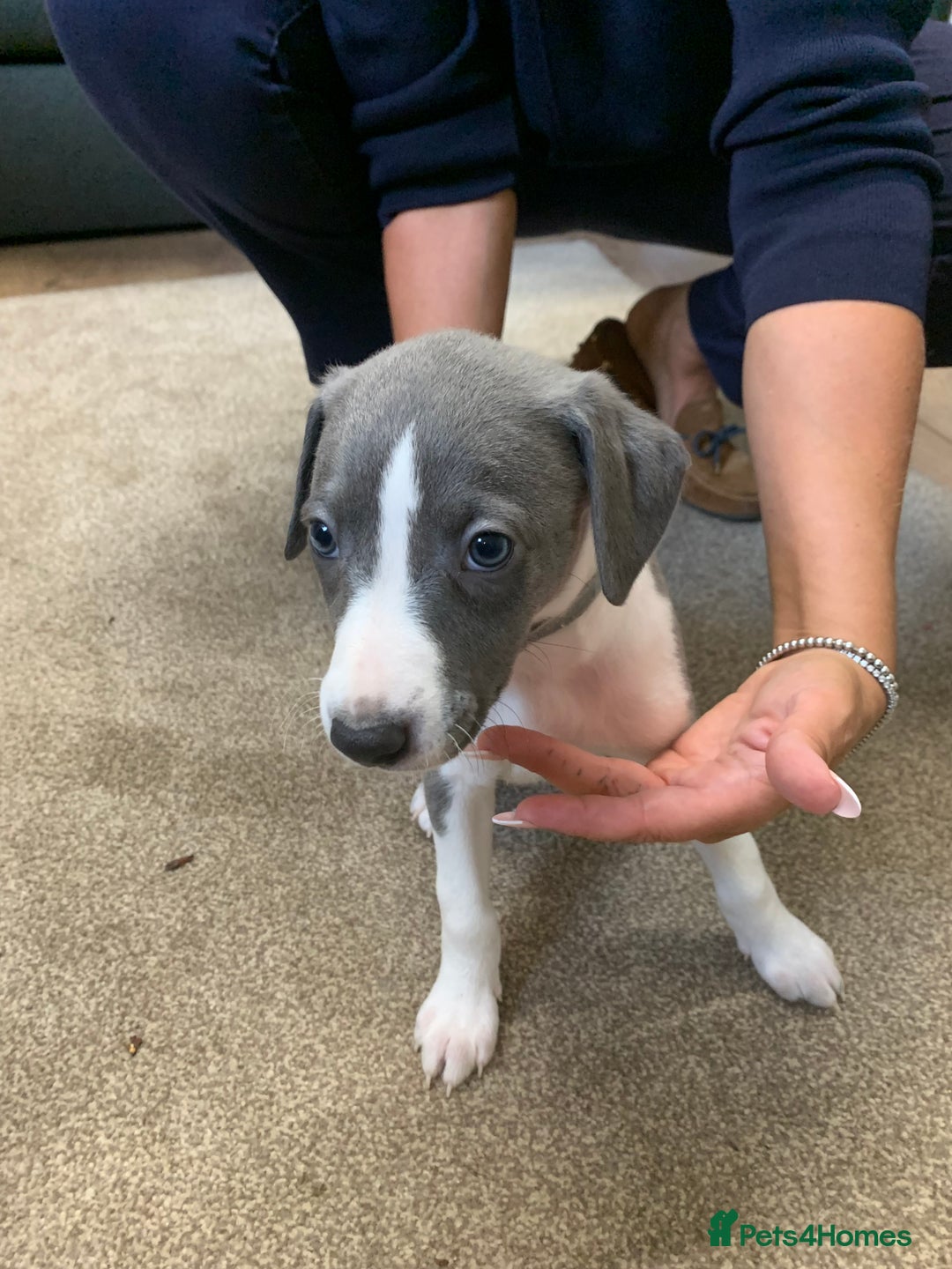Whippet dogs for sale: Beautiful K.C Registered Whippet pups for sale  - Image 13