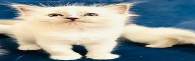 Ragdoll Kitten 2