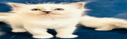 Ragdoll cats for sale: GCCF BEAUTIFUL RAGDOLL KITTENS  - Advert 34