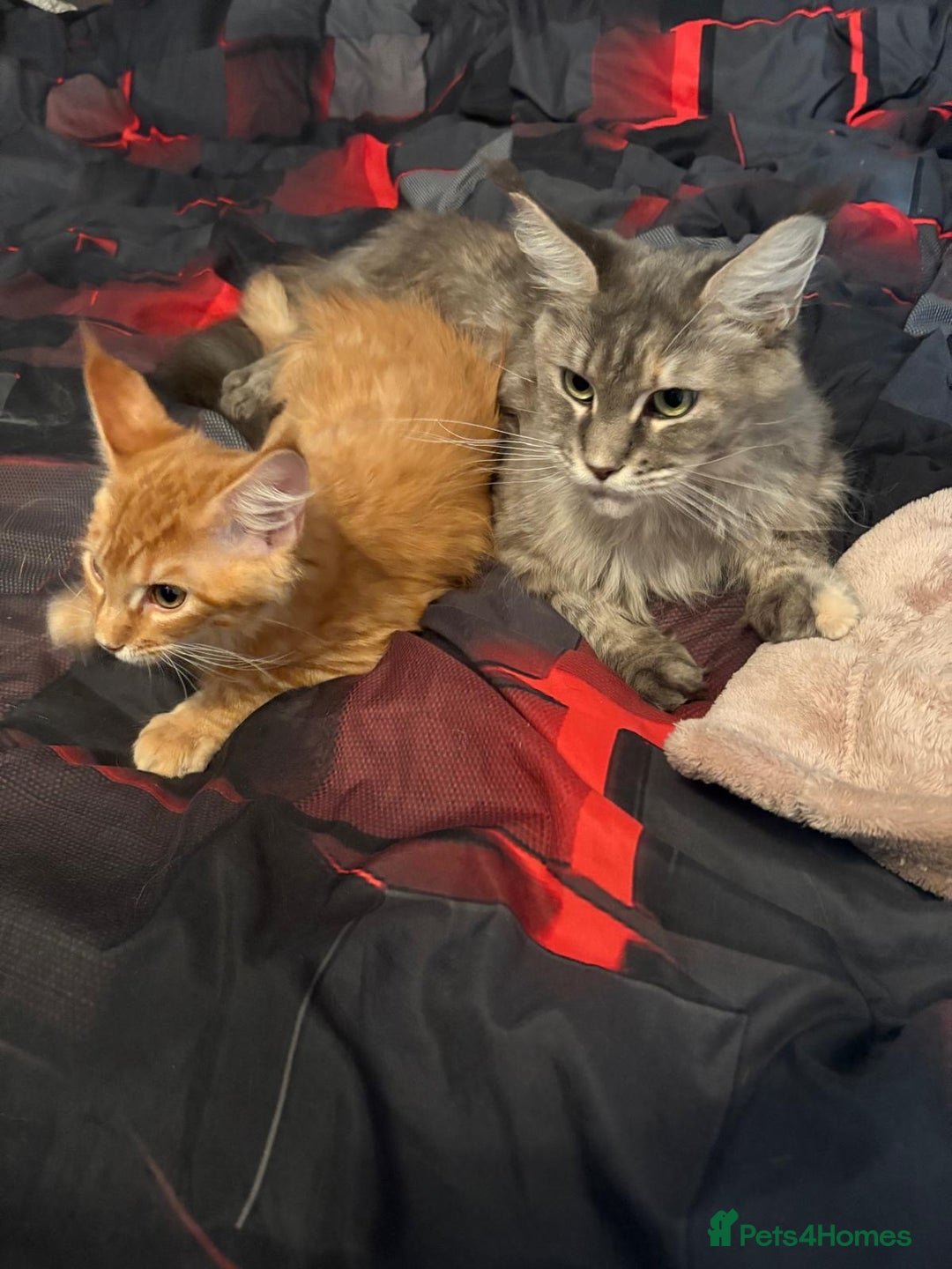 Maine Coon cats for sale: Pure blood Maine Coon kitten - Image 6