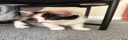 Mixed Breed cats for sale: Female Calico Kitten - Advert 1