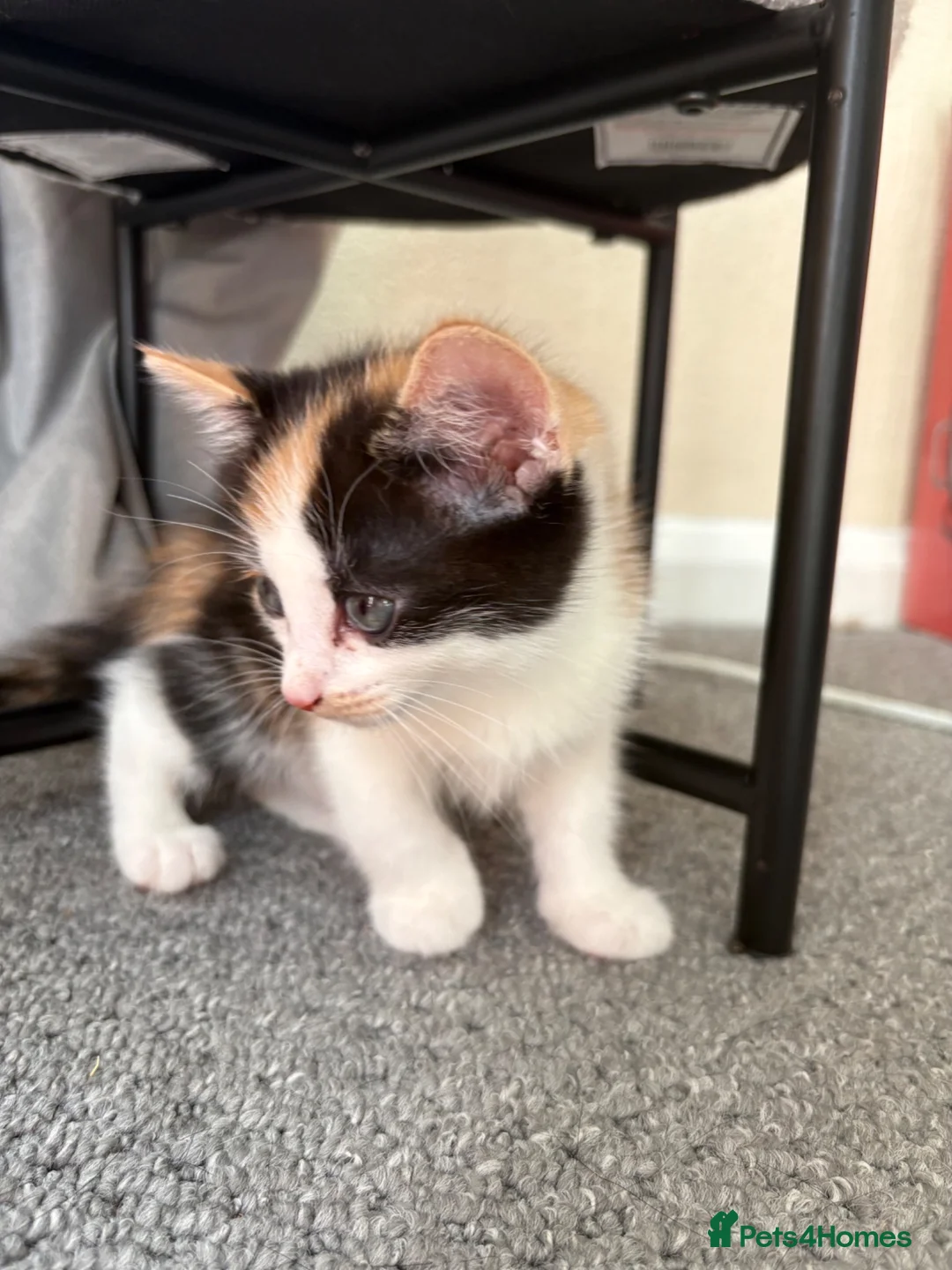 Mixed Breed cats for sale: Female Calico Kitten - Advert 1