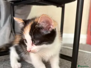Mixed Breed cats Female Calico Kitten - Advert 1