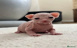 Sphynx cats for sale: Pedigree Sphynx Kitten in Bedford - Image 12