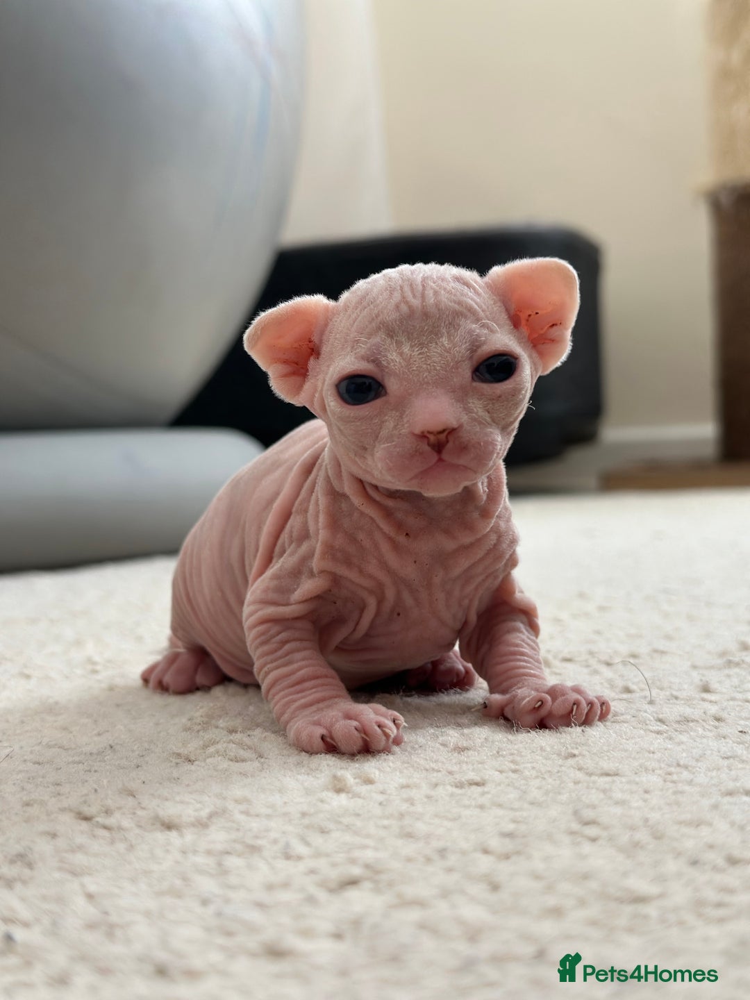 Sphynx cats for sale: Pedigree Sphynx Kitten in Bedford - Image 12