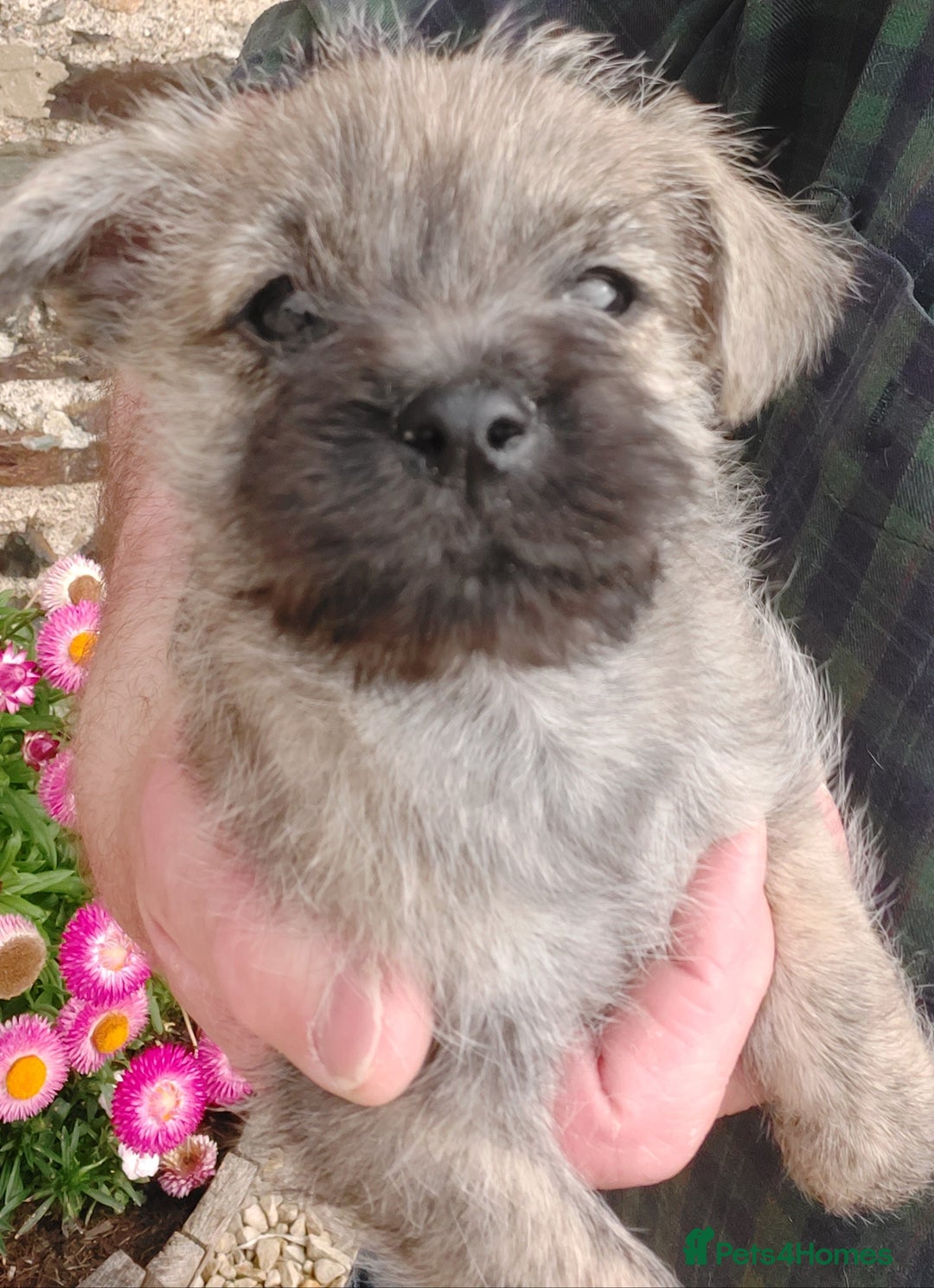 Cairn Terrier dogs for sale: Cairn Puppies  - Image 4