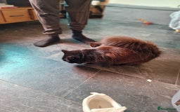 Ragdoll cats for sale: 2 beautiful half ragdoll kittens - Image 4