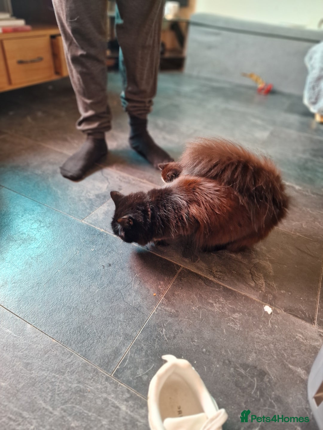 Ragdoll cats for sale: 2 beautiful half ragdoll kittens - Image 4