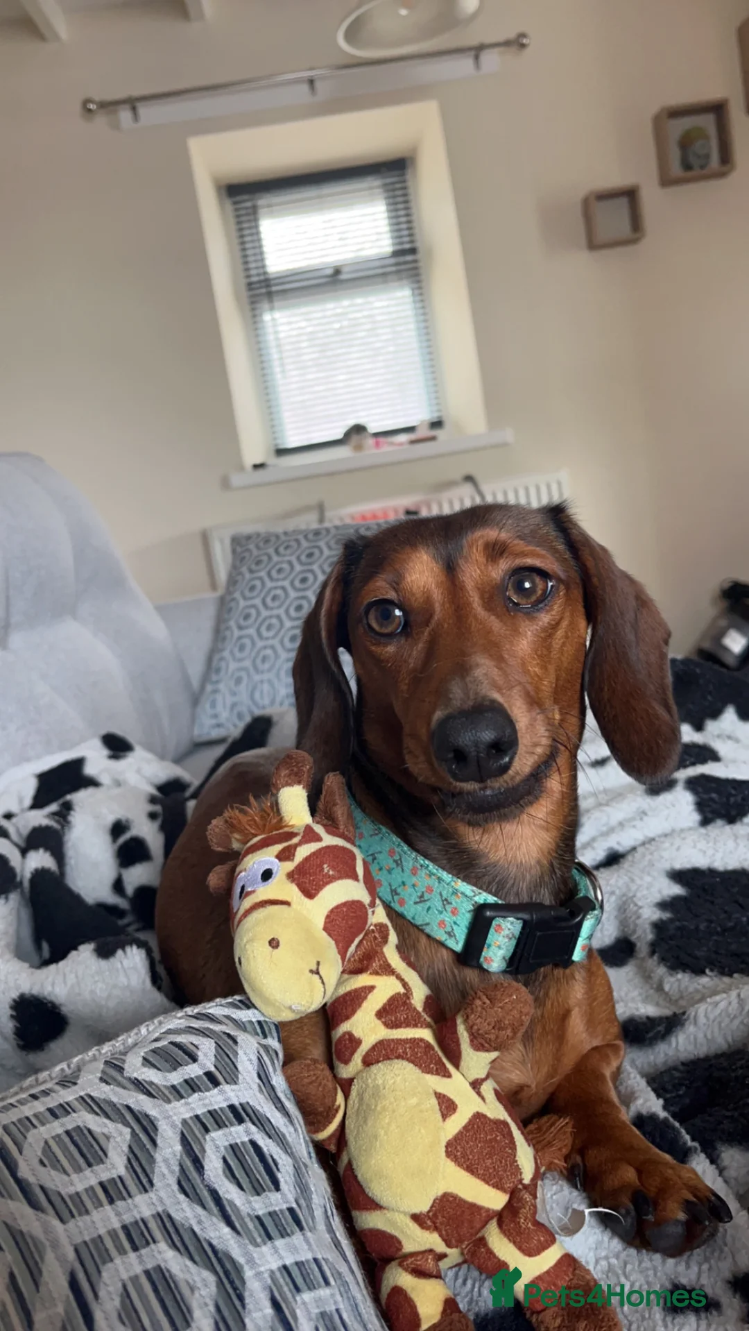 Miniature Dachshund dogs for sale: Miniature Dachshund- Fox Red in Pwllheli - Advert 4