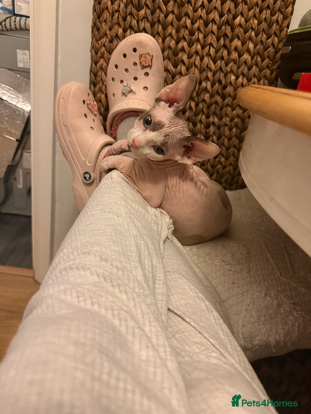 Sphynx cats for sale: Sphynx adorable couple  - Advert 5