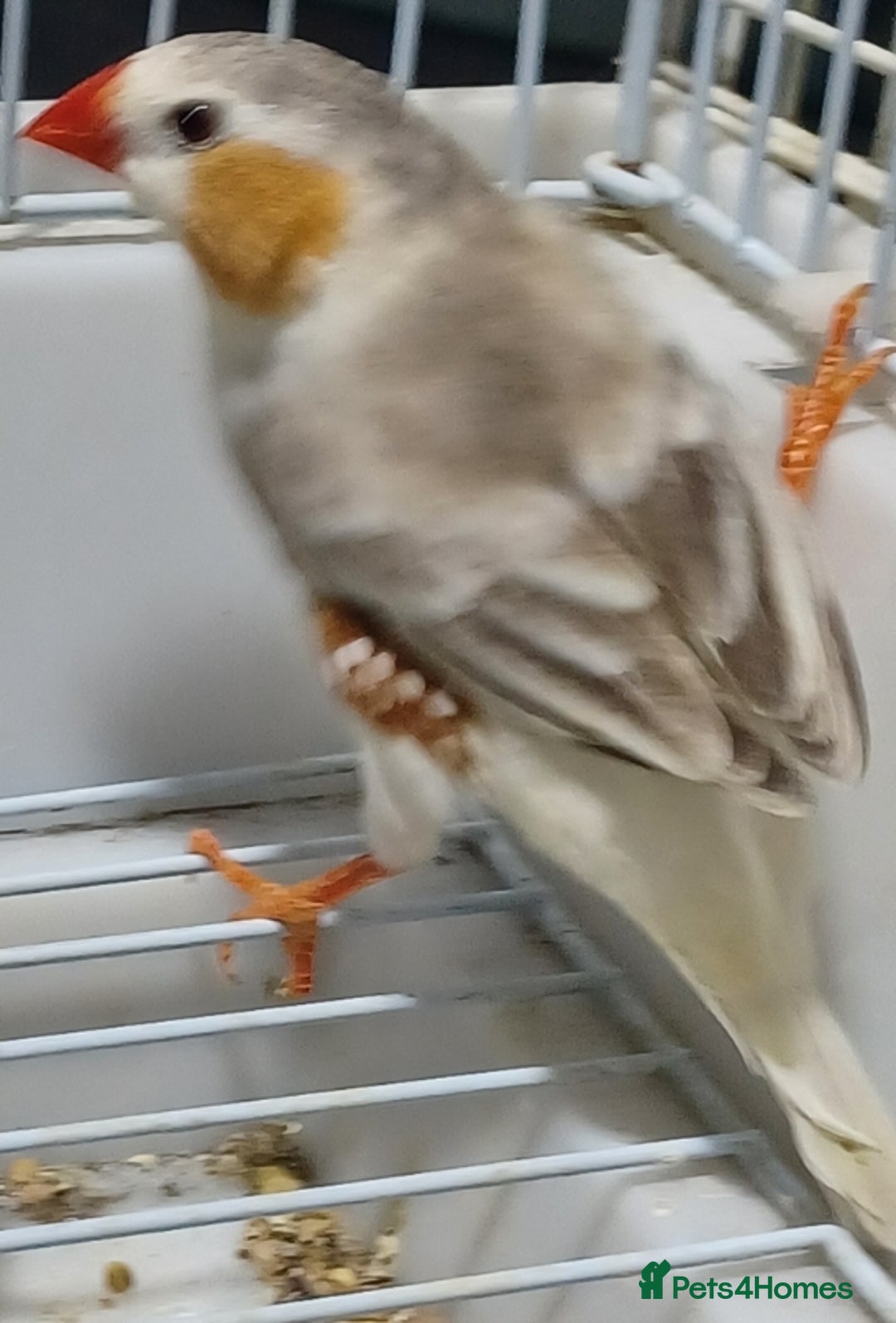 Finches birds for sale: PENGUIN ZEBRA FAWN PIED FINCHES  - Advert 4