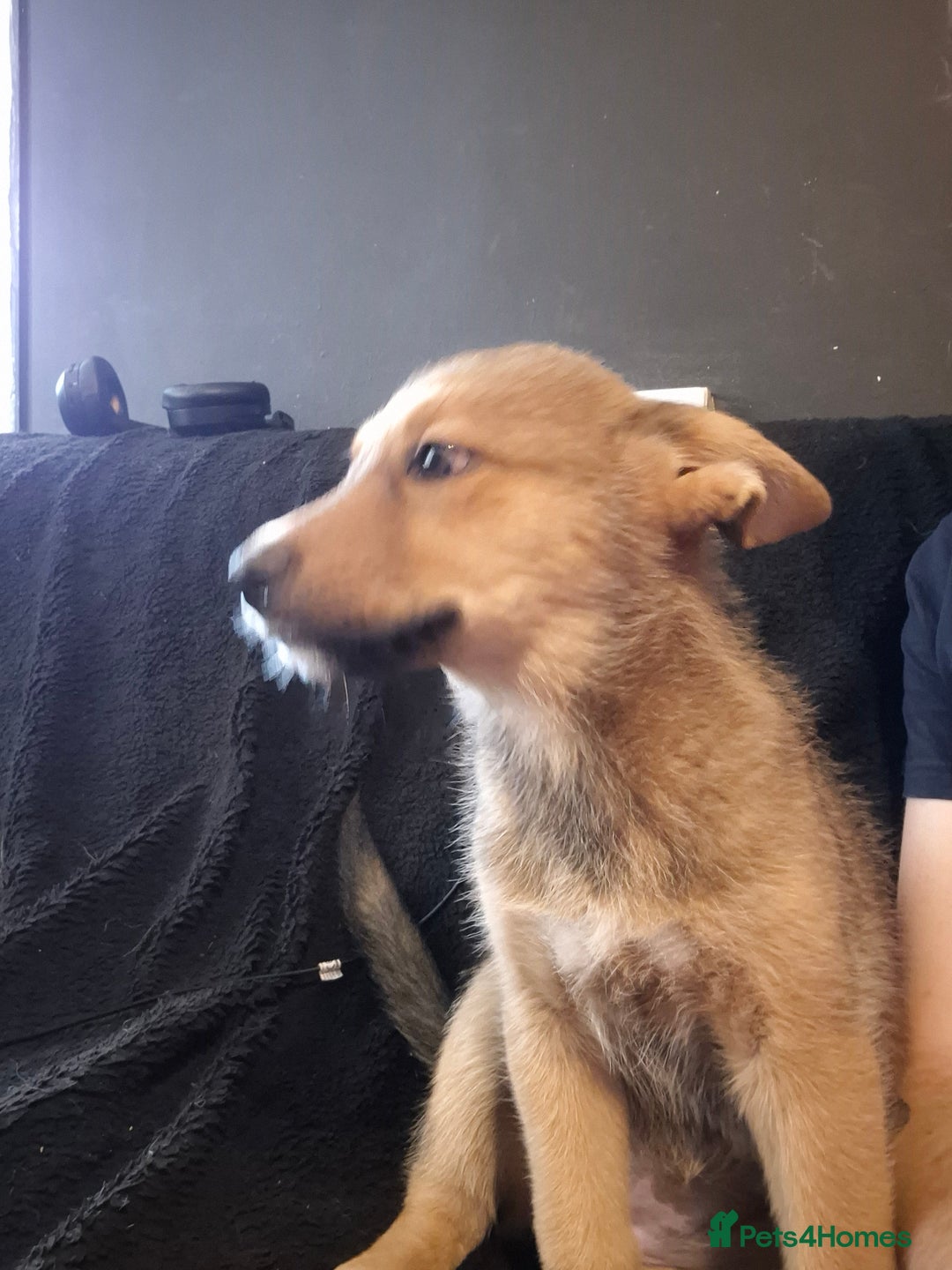 Siberian Husky dogs for sale: Price negotiable, Husky mix - Image 4