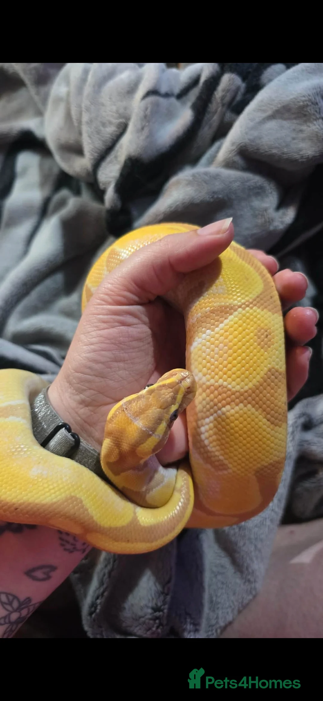 Python Snake reptiles for sale: 2 royal pythons up for sale  - Advert 2