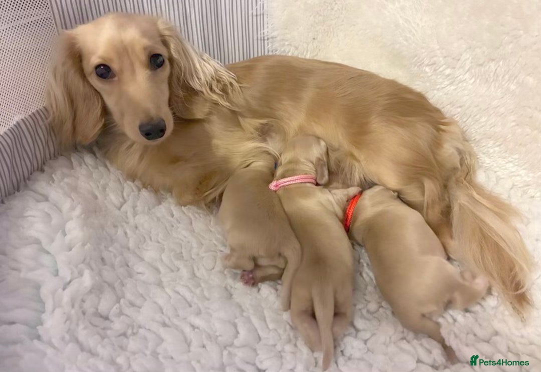Miniature Dachshund dogs for sale: Cream Miniature long haired dachshunds - Advert 1