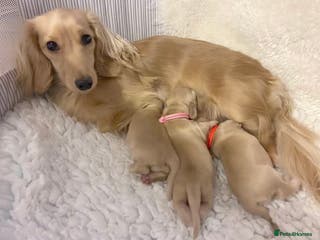 Miniature Dachshund dogs Cream Miniature long haired dachshunds - Advert 8