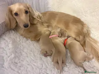 Miniature Dachshund dogs Cream Miniature long haired dachshunds - Advert 9