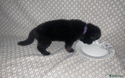 German Shepherd dogs for sale: Czech German Shepherd KC Registered puppies - Image 5