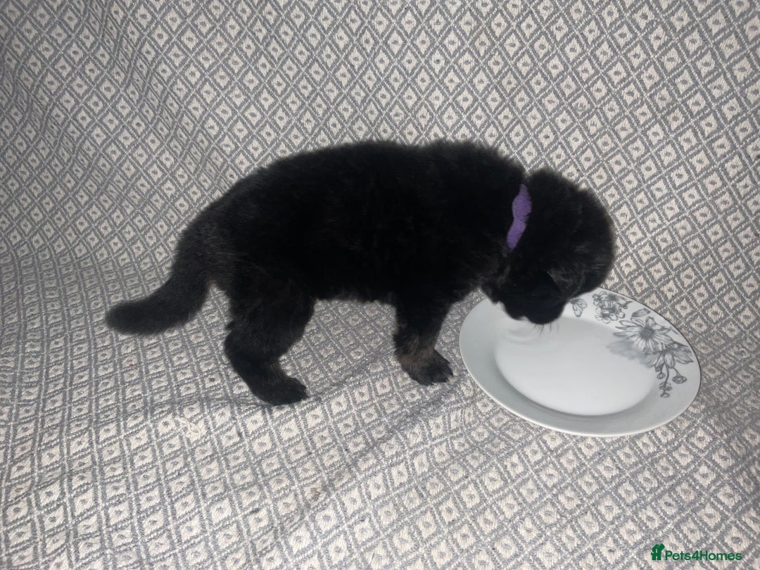 German Shepherd dogs for sale: Czech German Shepherd KC Registered puppies - Image 5