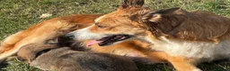Mixed Breed dogs for sale: Shollie puppies for sale in Denbigh - Advert 1