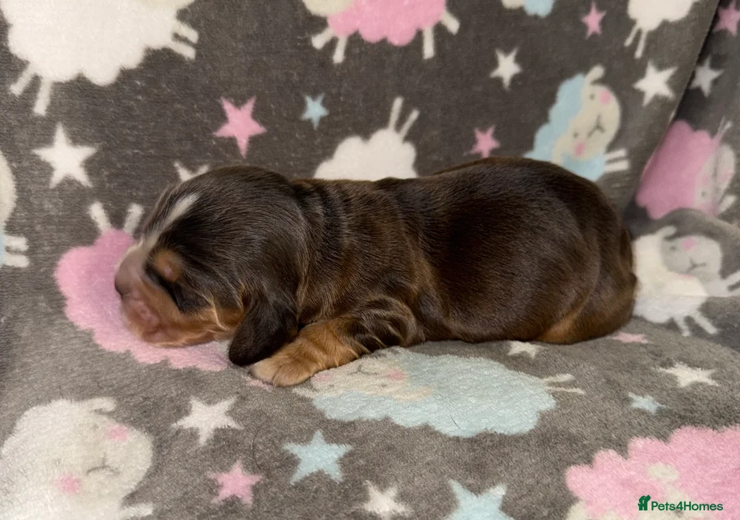 Cocker Spaniel dogs for sale: Outstanding Show Quality Show Type Cocker Spaniels - Advert 6