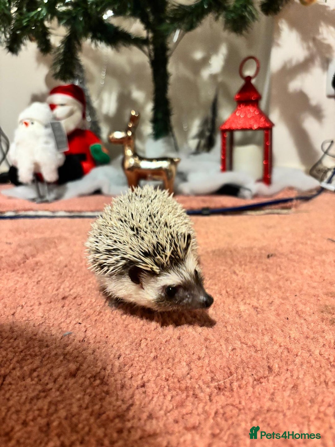 Pygmy Hedgehog rodents for sale: Luca the african pygmy hedgehog for sale - Advert 5