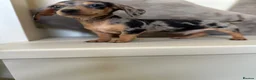 Miniature Dachshund dogs for sale: KC Dapple, Blue & Cream Miniature Dachshunds  in York - Advert 6