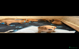 Labrador Retriever dogs for sale: 9 KC Registered Fox Red Labrador Puppies  - Image 17