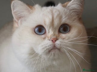 British Shorthair cats in Bristol - Advert 3