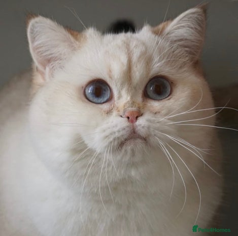 British Shorthair cats 🌟 Stunning Stud Available for Your Queen 🌟 in Bristol - Advert 6