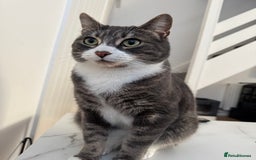 Ragdoll cats for sale: 2 Ragdoll mix fluffy cat  - Image 8