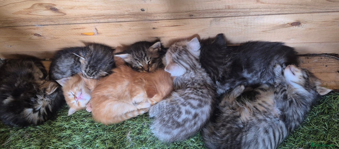 Maine Coon cats for sale: Maine Coon x siberian - Image 11