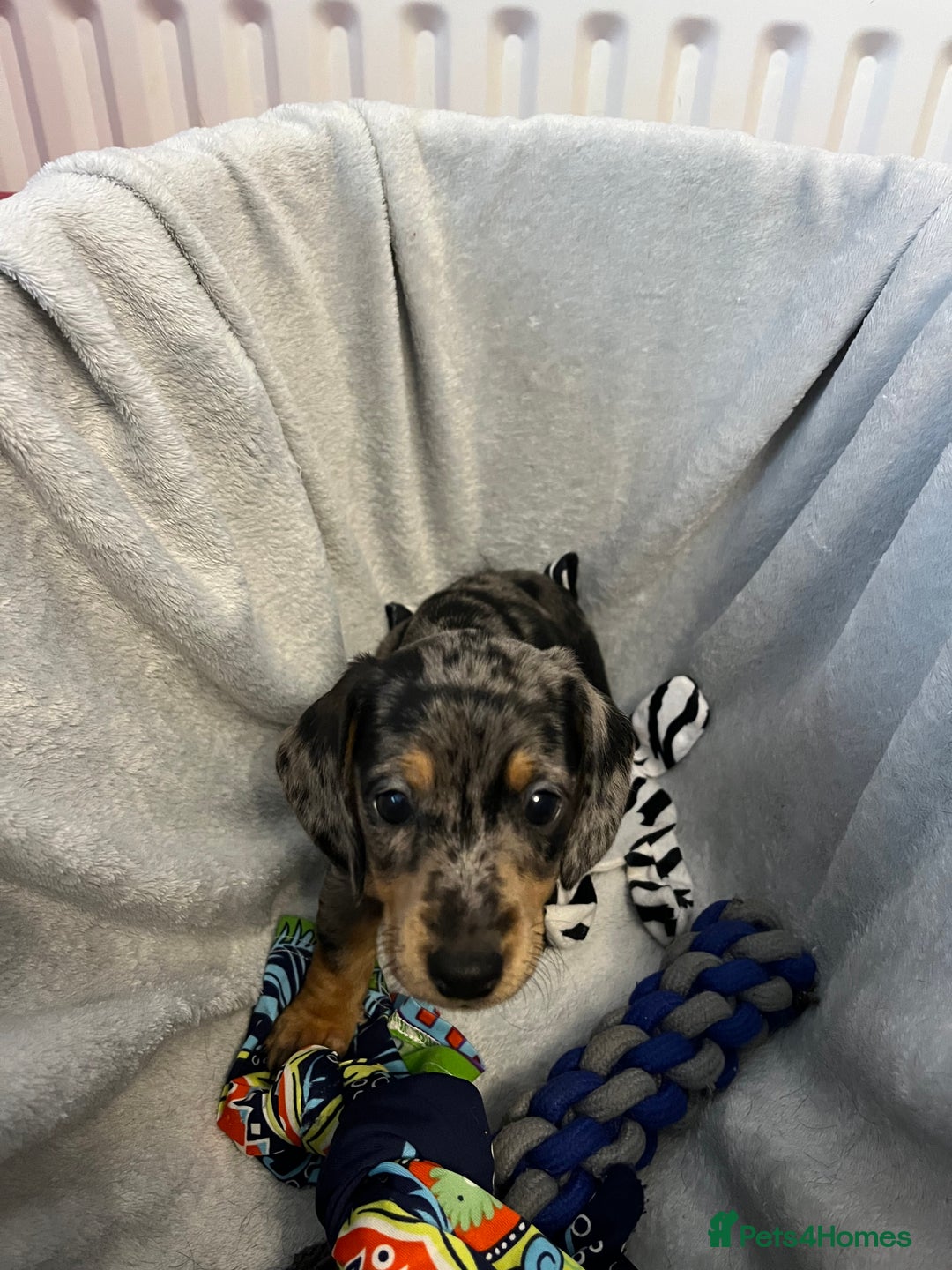 Miniature Dachshund dogs for sale: Stunning miniature dachshund puppies  - Image 20