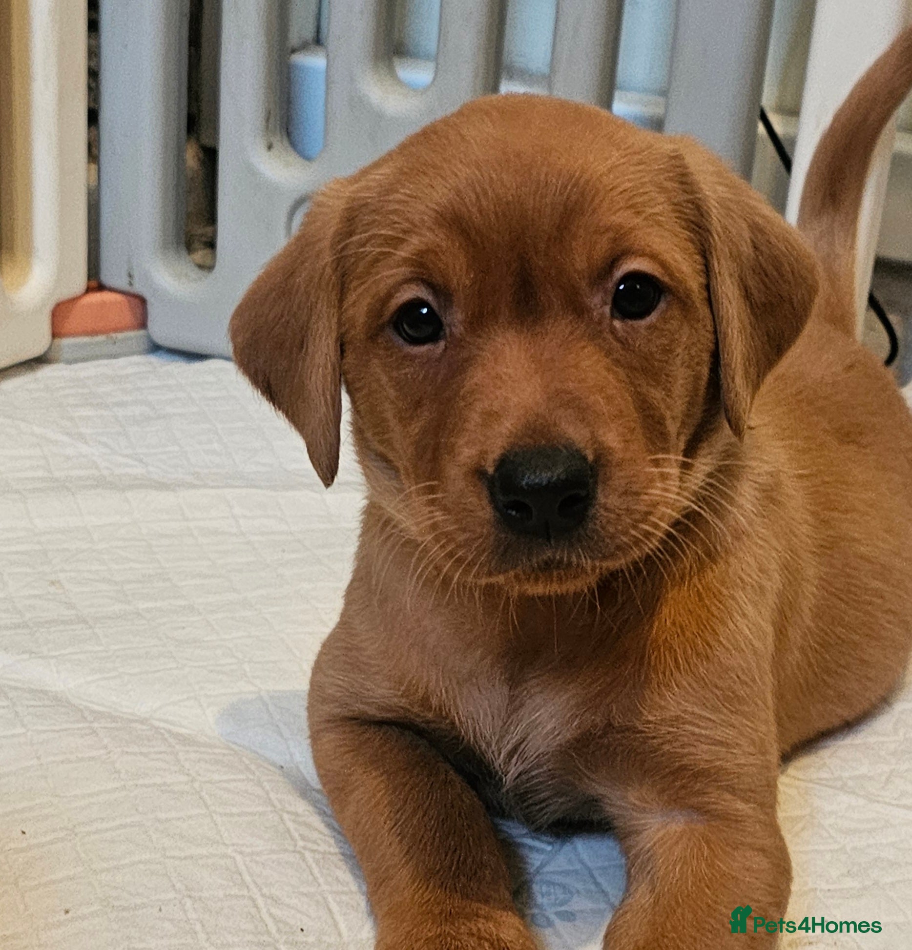 Labrador Retriever dogs KC Chunky Fox Red Labrador Puppys - Advert 6