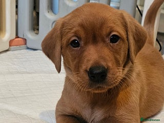 Labrador Retriever dogs KC Chunky Fox Red Labrador Puppys - Advert 6