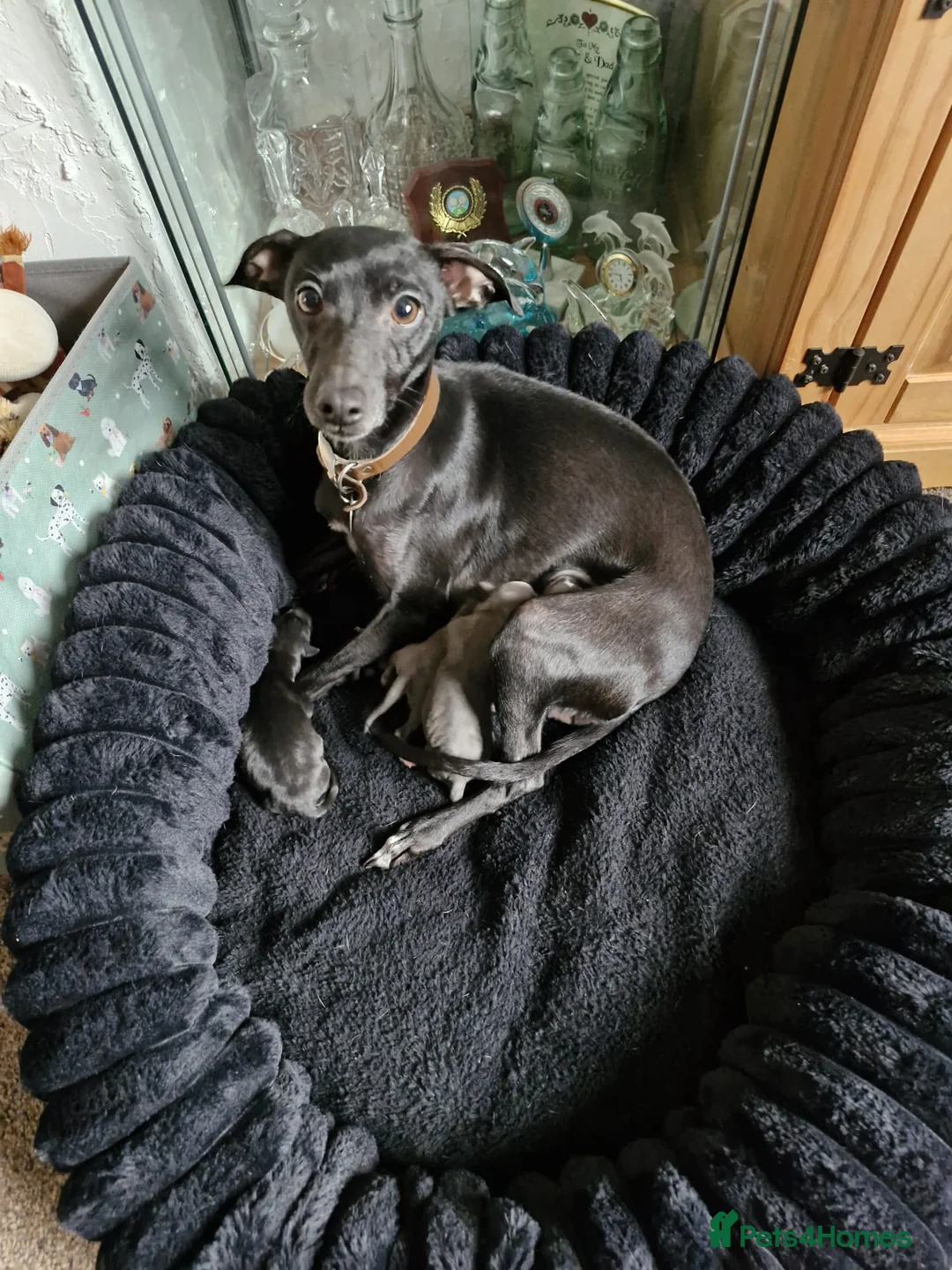 Mixed Breed dogs for sale: Whippet x Italian greyhound - Advert 9
