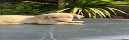 Labrador Retriever dogs for sale: ghost’s beautiful dozen - Advert 3