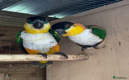 Parrots birds for sale: Proven Pair of Caiques - Image 5