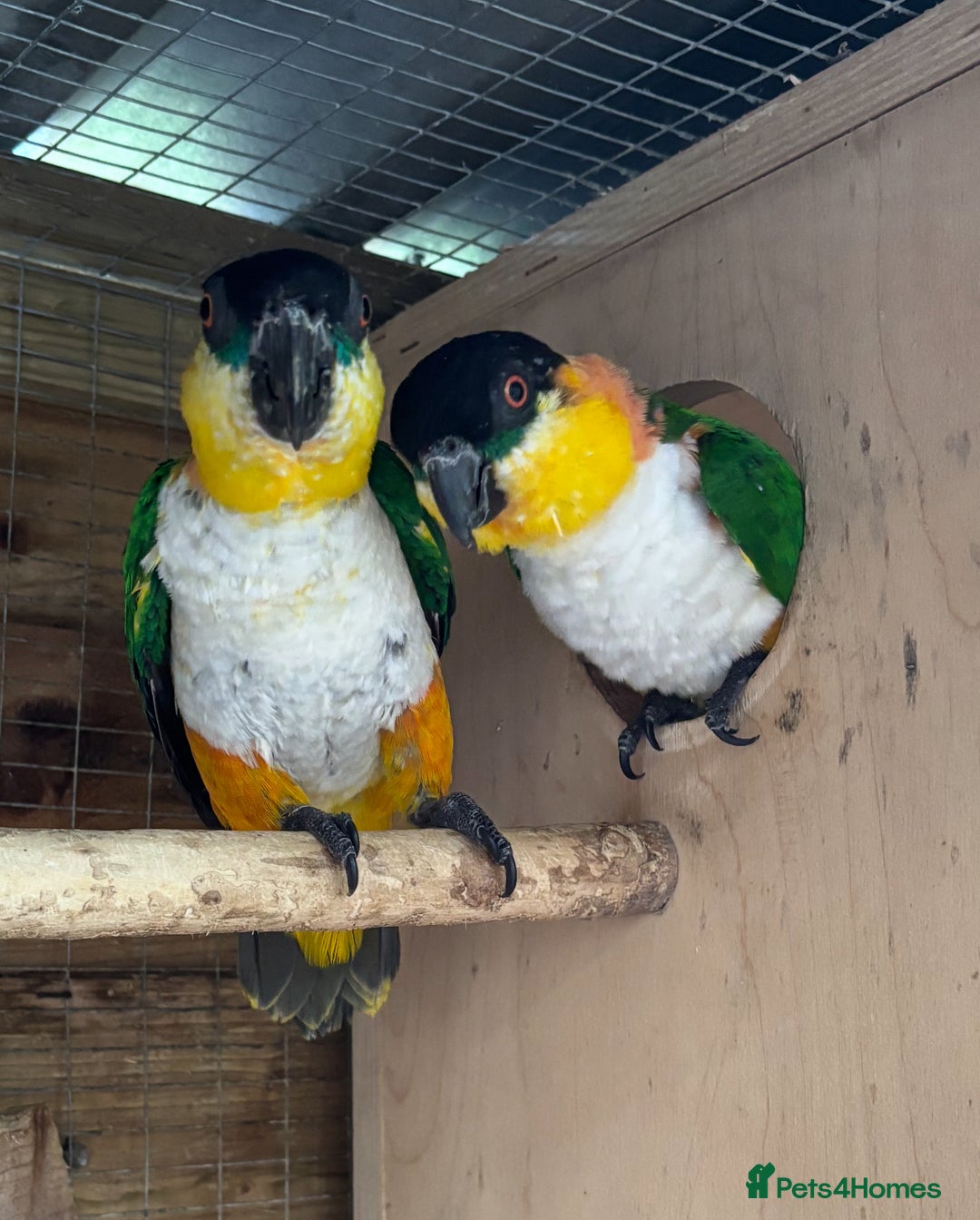 Parrots birds for sale: Proven Pair of Caiques - Image 5
