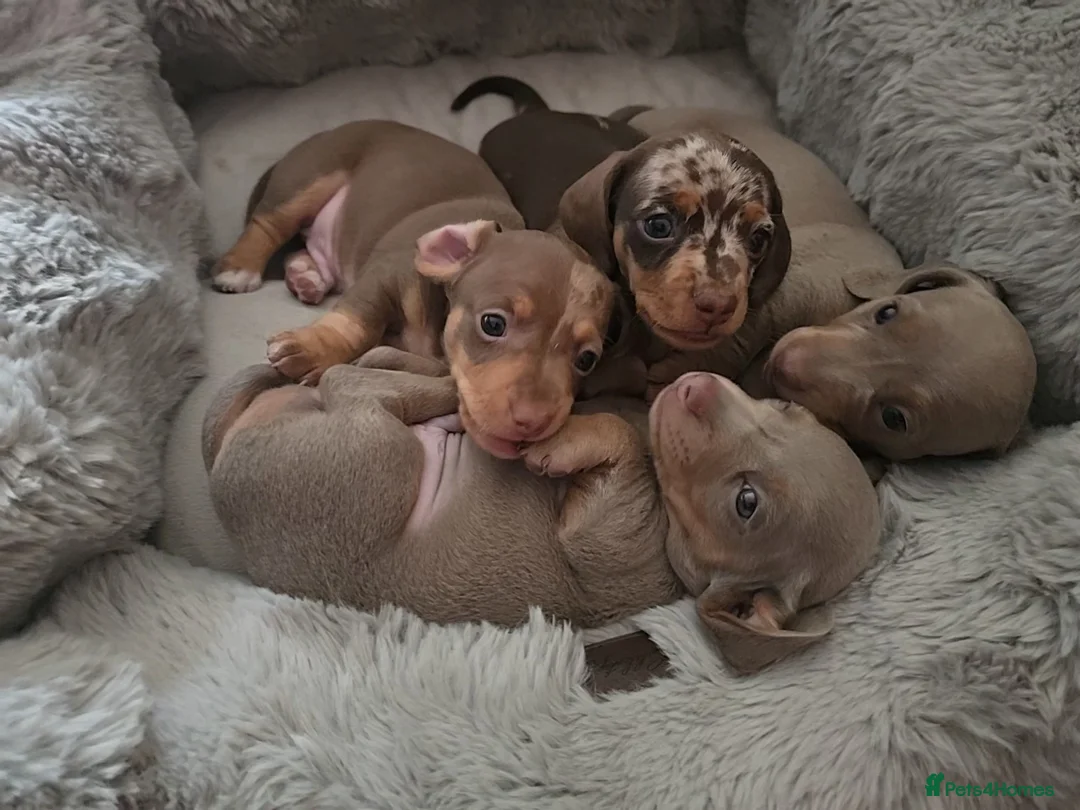 Miniature Dachshund dogs for sale: LAST PUPPY* Rare Isabella Mini Dacshund, blue eyes - Advert 1
