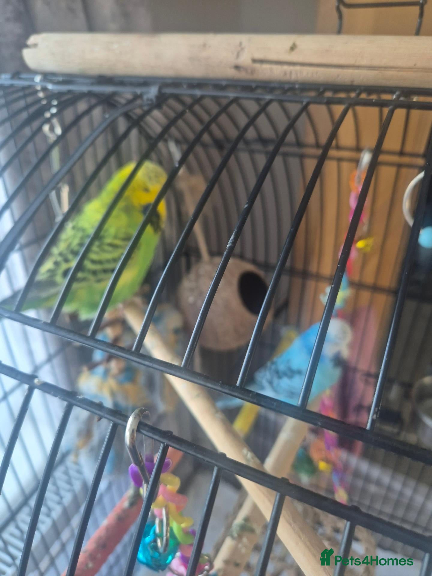 Budgerigars birds Male and female pair of budgies - Advert 1