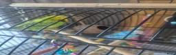 Budgerigars birds for sale: Male and female pair of budgies in Stockport - Advert 1