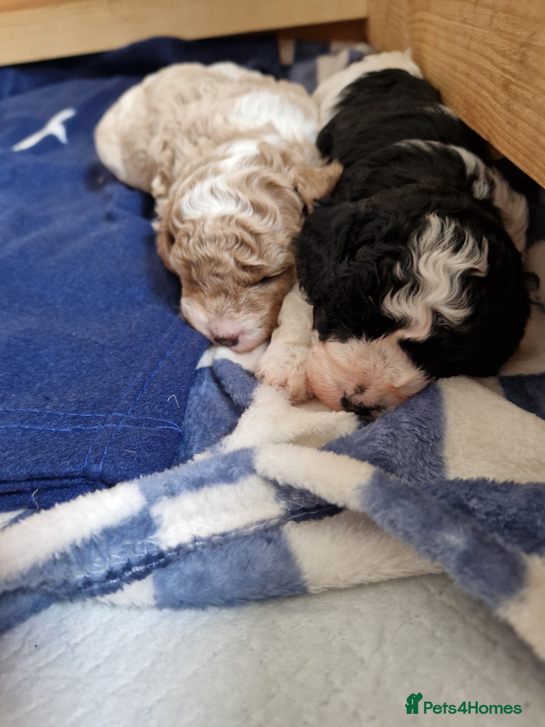 Cavapoo dogs for sale: Stunning Unique cavapoo litter  - Image 8