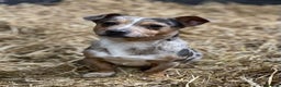 Jack Russell dogs for stud: miniature blue merle jack Russell stud in Huddersfield - Advert 2