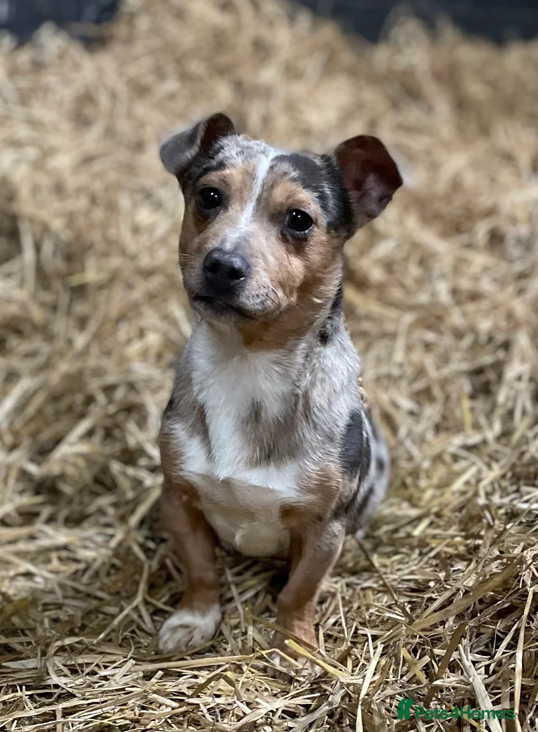 Jack Russell dogs for stud: miniature blue merle jack Russell stud in Huddersfield - Advert 2