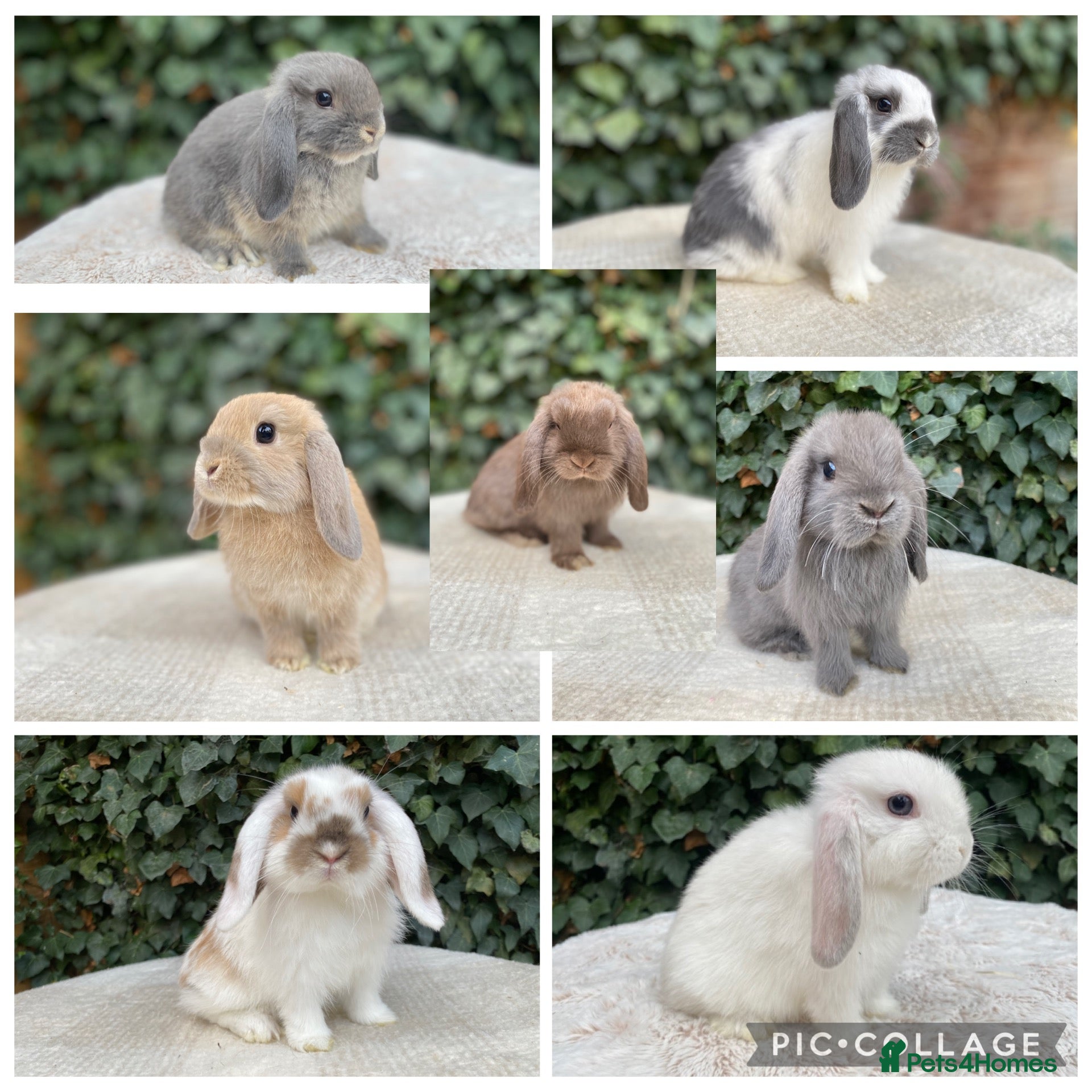 Mini Lop rabbits Baby Mini Lop bunnies for sale  - Advert 3