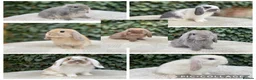 Mini Lop rabbits for sale: Baby Mini Lop bunnies for sale  - Advert 1