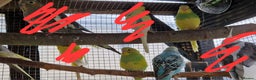 Budgerigars birds for sale: Baby budgies for sale from 15th Dec  - Advert 4